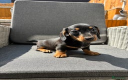 Miniature Dachshund dogs for sale: Dachshund puppies - Image 13