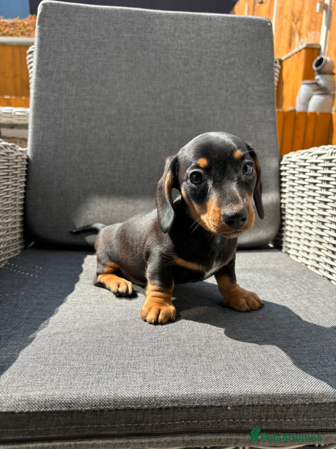 Miniature Dachshund dogs for sale: Dachshund puppies - Image 13