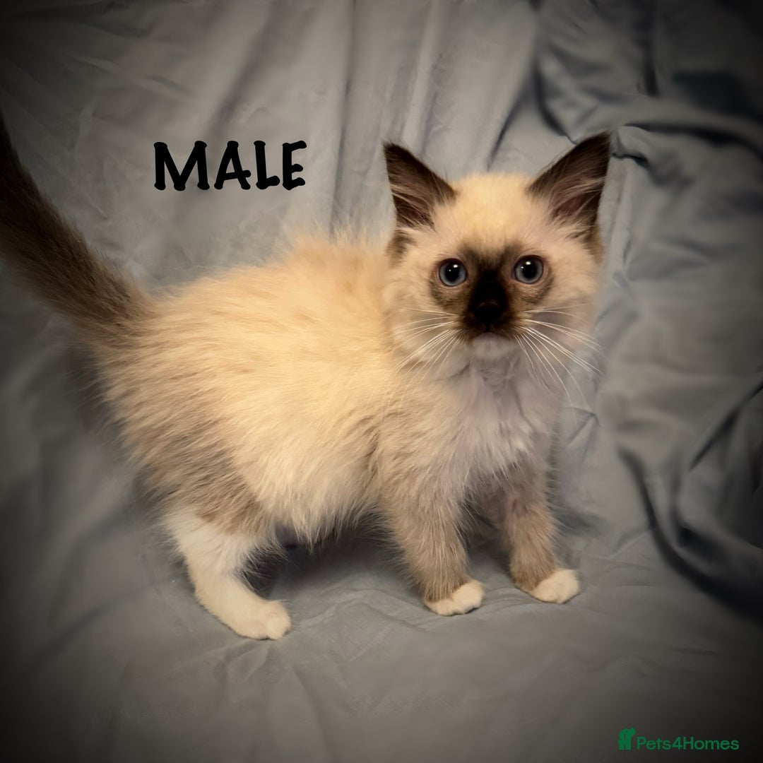 Ragdoll cats for sale: 5 pure Ragdoll kittens for sale - Image 4