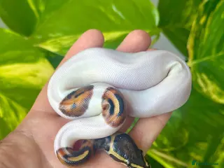 Python Snake reptiles Pied Ball Python - Advert 1