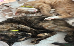 Domestic Shorthair cats for sale: 2 gorgeous kitten for sale  - Image 6