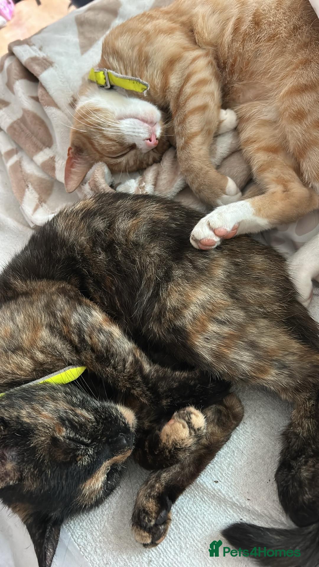 Domestic Shorthair cats for sale: 2 gorgeous kitten for sale  - Image 6