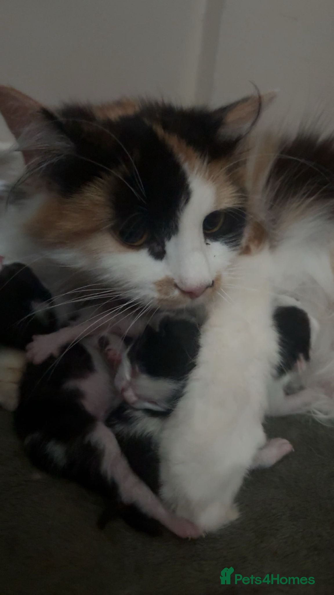 Mixed Breed cats 4 beautiful kittens looking for their forever home - Advert 4
