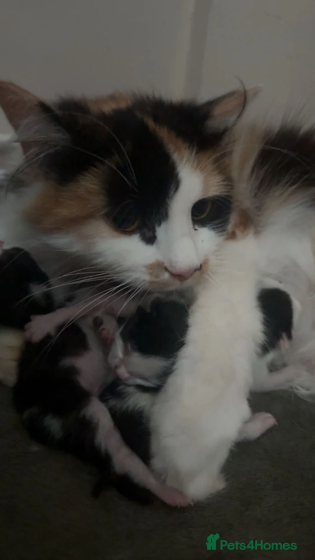 Mixed Breed cats for sale: 4 beautiful kittens looking for their forever home - Advert 1