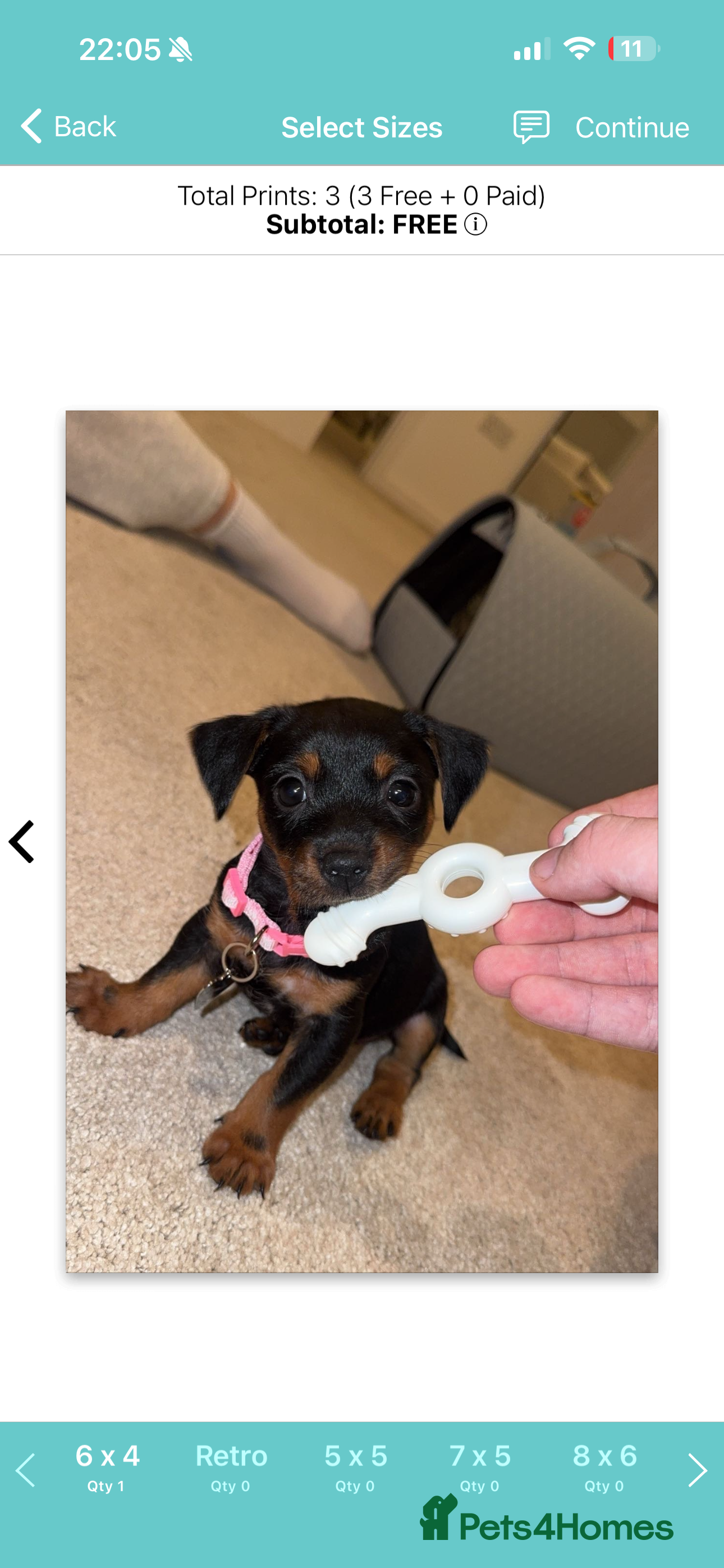 Mixed Breed dogs Dachshund x jack russell pup - Advert 17