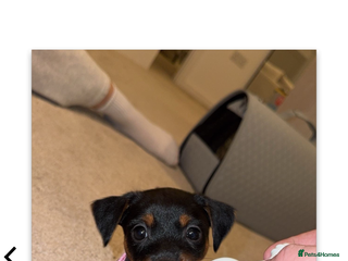 Mixed Breed dogs Dachshund x jack russell pup - Advert 1