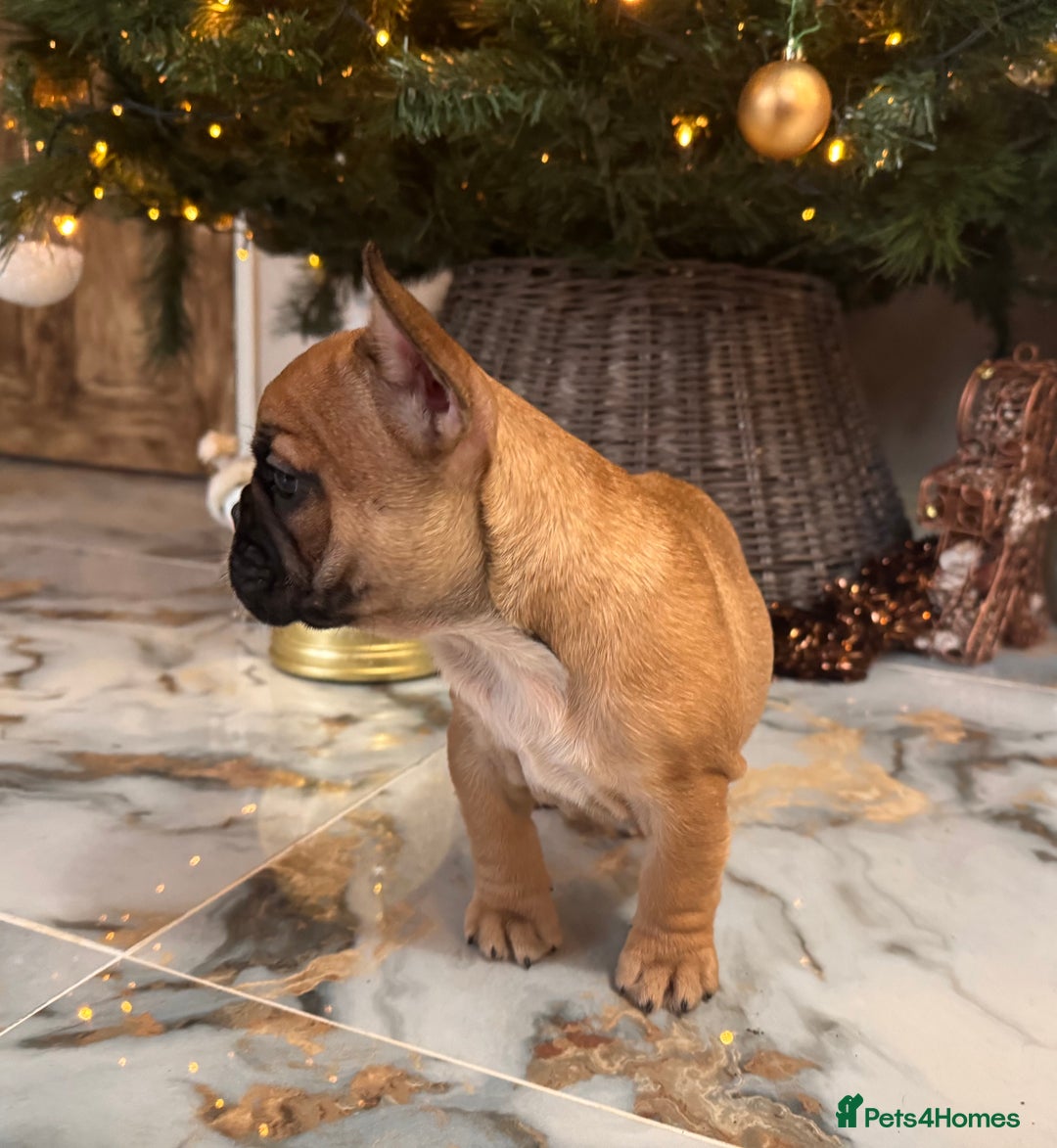 French Bulldog dogs for sale: Champion Sired last female Fawn French bulldog - Advert 23