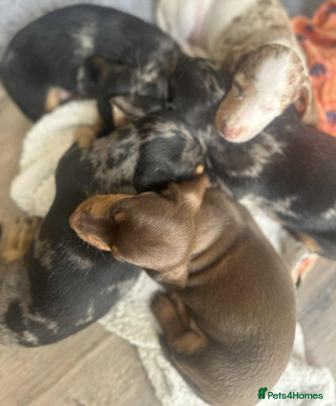 Miniature Dachshund dogs for sale:  litter of miniature dachshunds (smoothhair) - Image 7
