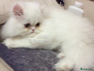 Persian cats White Persian/Blue Cream Persian Kittens for sale - Advert 2