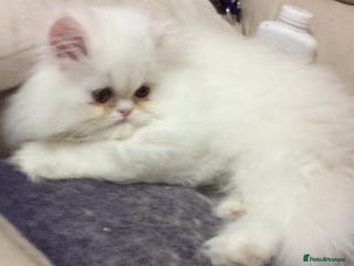 Persian cats White Persian/Blue Cream Persian Kittens for sale - Advert 14