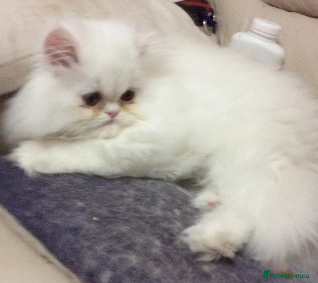 Persian cats for sale: White Persian/Blue Cream Persian Kittens for sale - Advert 1