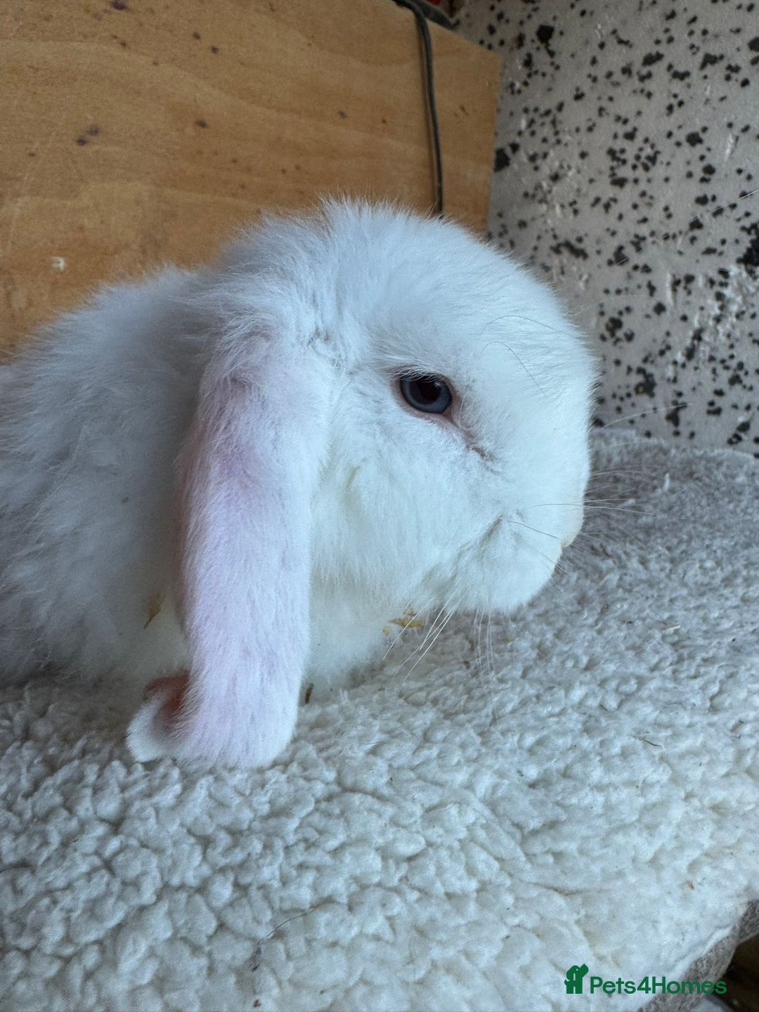 French Lop rabbits for sale: Purebred French Lop baby rabbits for sale  - Advert 19