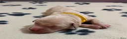 Golden Retriever dogs for sale: GOLDEN RETRIEVER PUPPIES  - Advert 5