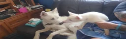 Siberian Husky dogs for sale: 2 female Beautiful White Husky Puppies Ready Now. - Advert 20