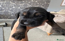 Cocker Spaniel dogs for sale: 3 Adorable kc reg cocker spaniel puppies  - Image 10
