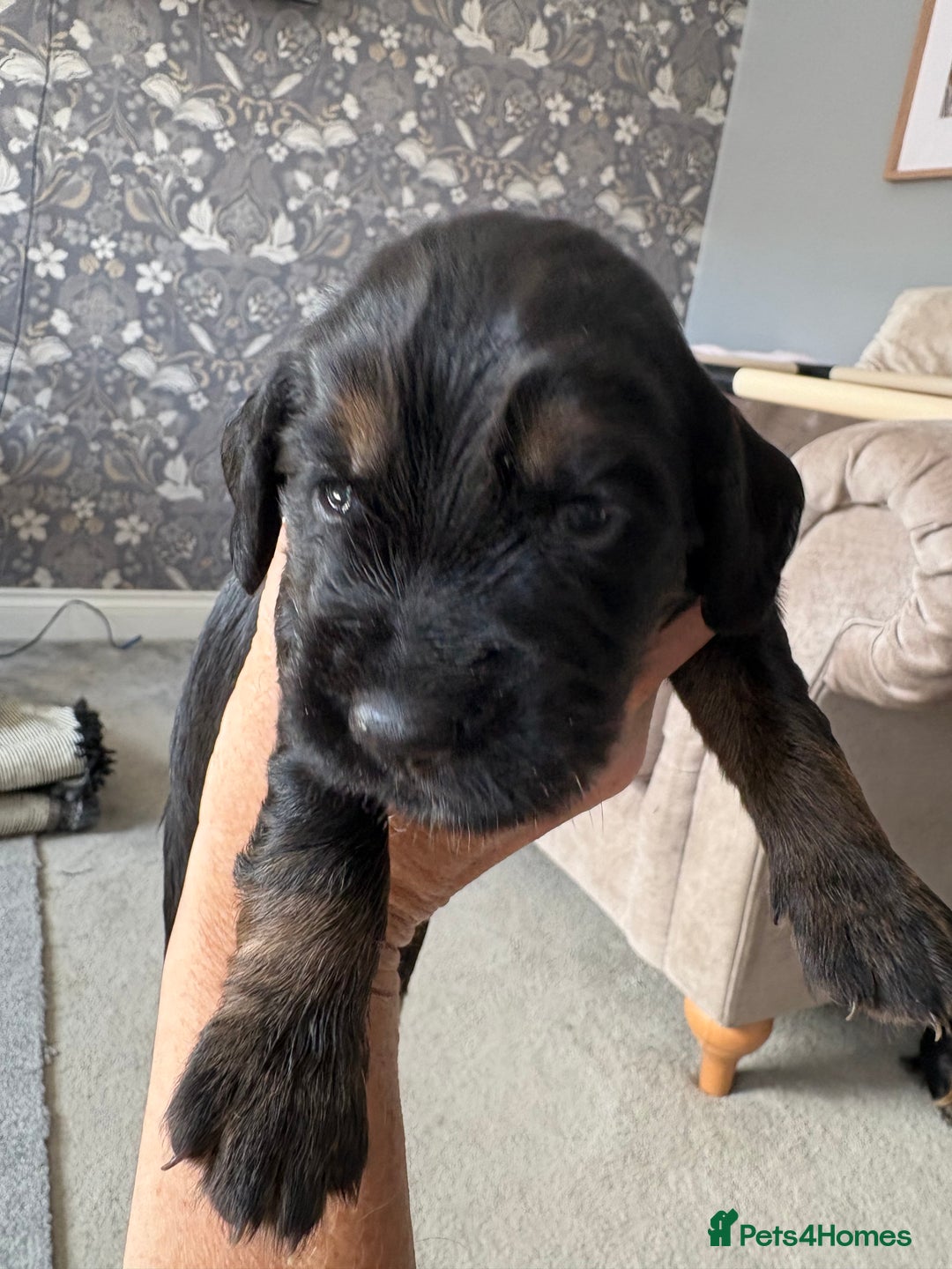 Cocker Spaniel dogs for sale: 3 Adorable kc reg cocker spaniel puppies  - Image 10