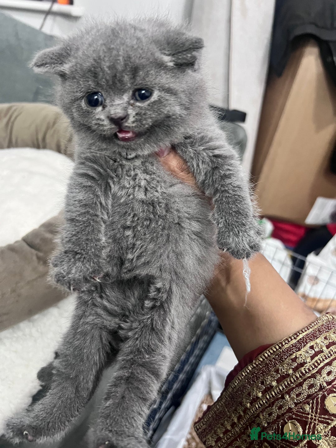 British Shorthair cats for sale: British short hair kittens - Image 4