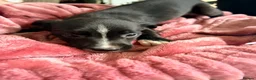 Lurcher dogs for sale: Lurcher  - Advert 11
