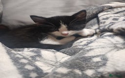 Mixed Breed cats for sale: Fluffy girls - Advert 9