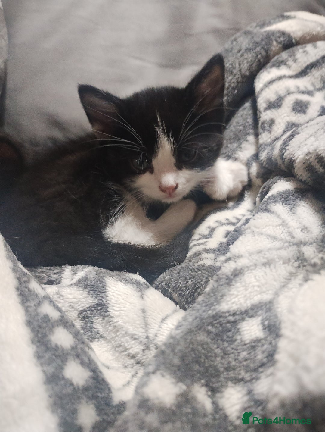 Mixed Breed cats for sale: Fluffy girls - Advert 9