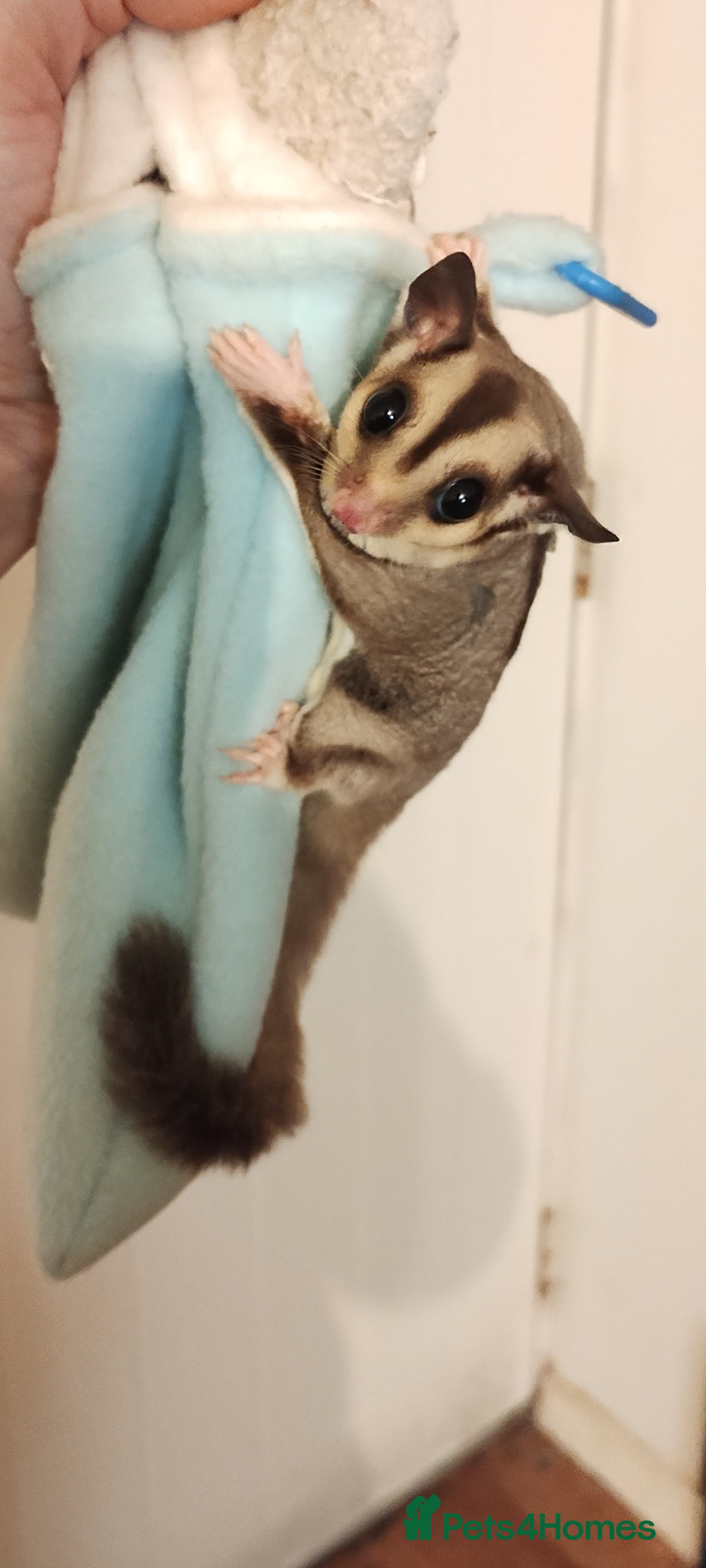 Sugar Glider rodents Sugar glider, female, 12 weeks. - Advert 1