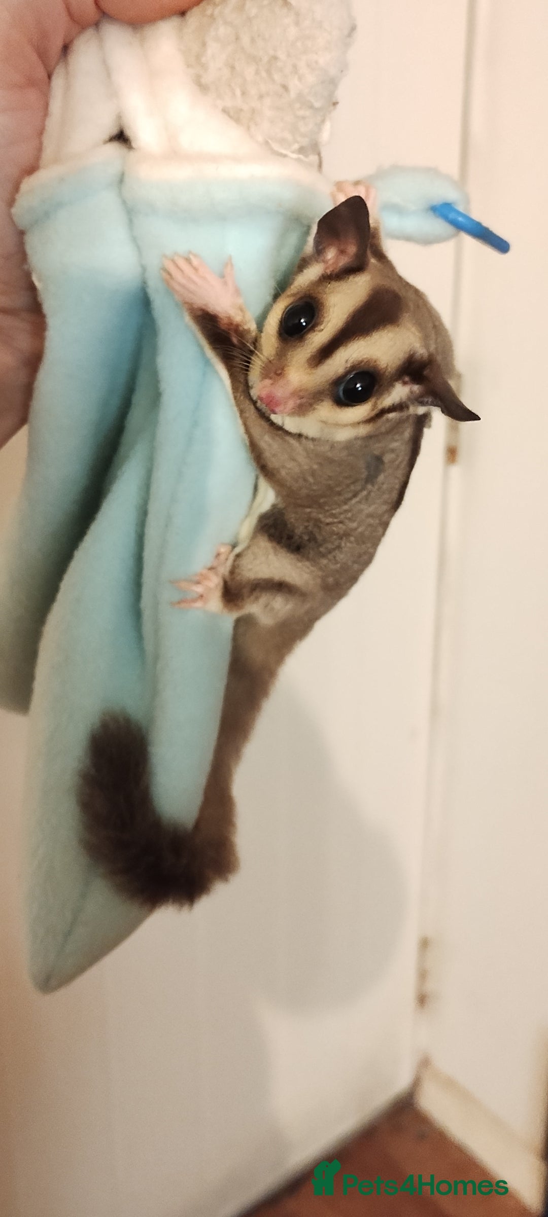 Sugar Glider rodents for sale: Sugar glider, female, 12 weeks. - Advert 1