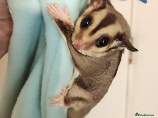 Sugar Glider rodents Sugar glider, female, 12 weeks. - Advert 1