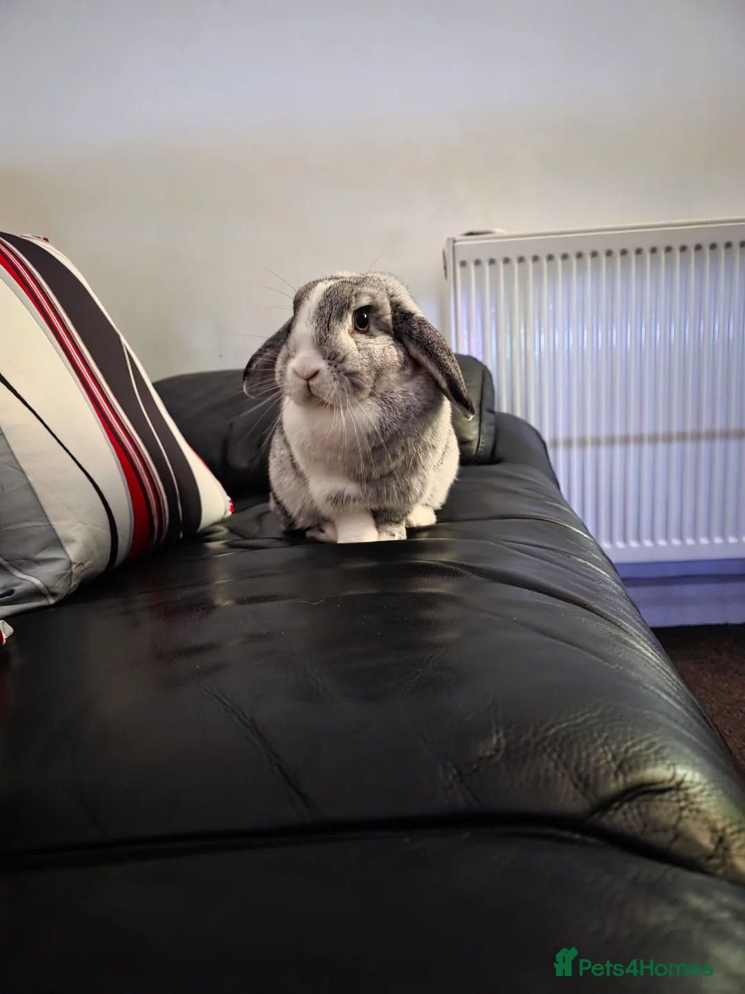 Mini Lop rabbits for sale: Miss Floppy - Advert 13