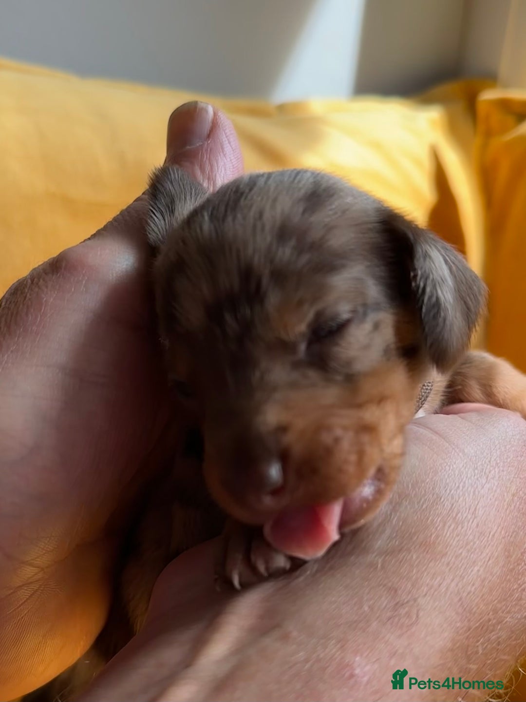 Miniature Dachshund dogs for sale: Miniature Dachshund stunning puppies  - Image 8