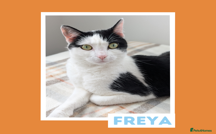 Mixed Breed cats - Advert 9