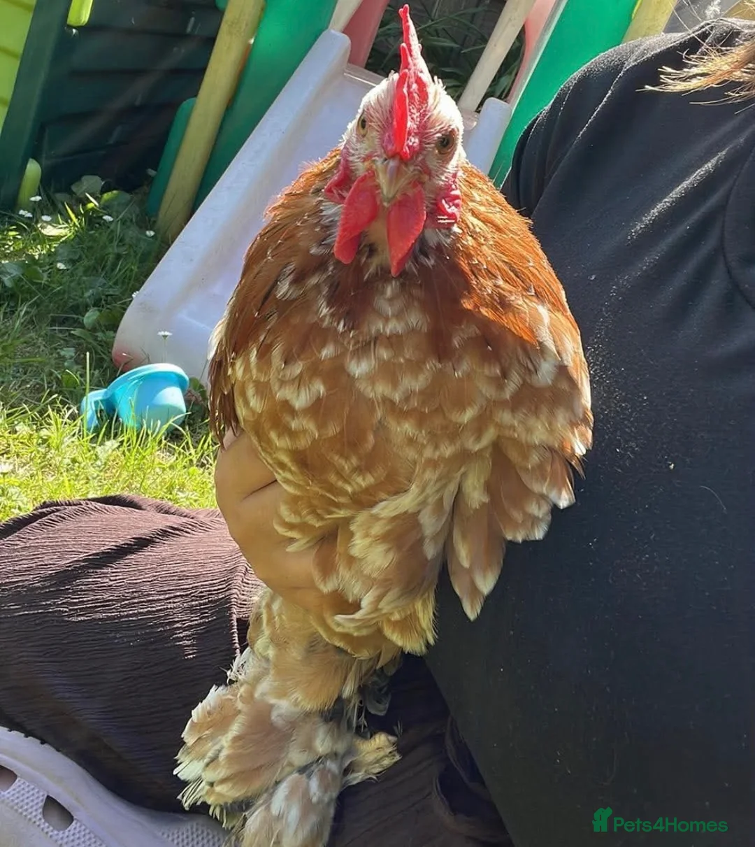 Chickens poultry for sale: Pekin bantam Cockerel only  in Stanley - Advert 1