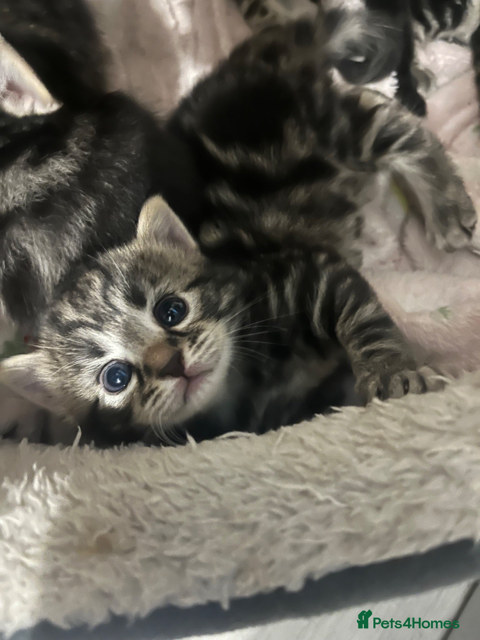 Bengal cats Bengal X kittens  - Advert 9