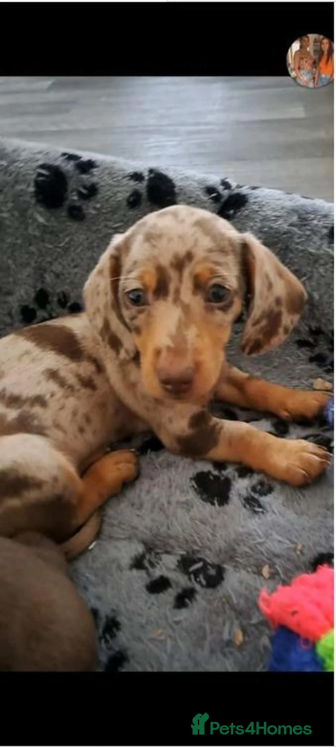Miniature Dachshund dogs for sale: Beautiful Miniature Dachshund Puppies in Paisley - Advert 6