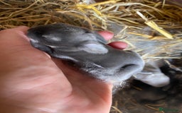 Mini Lion Lop rabbits for sale: 4 Baby Mini-Lops for sale - Image 9
