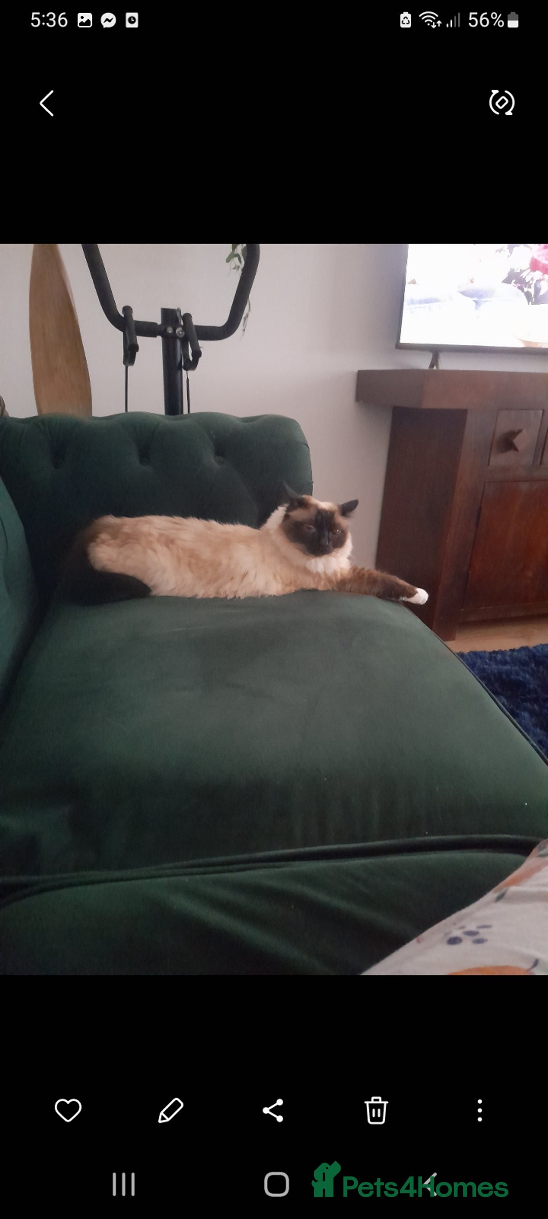 Birman cats for sale: Beautiful bonded cats, Birman and ragdoll females - Image 7