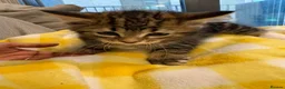 Bengal cats for sale: Bengal kittens  - Advert 1