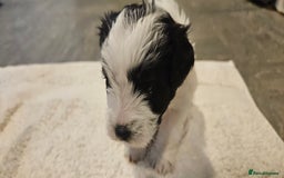 Cavapoo dogs for sale: My Beautiful  girl has had her 1st and only litter - Image 5