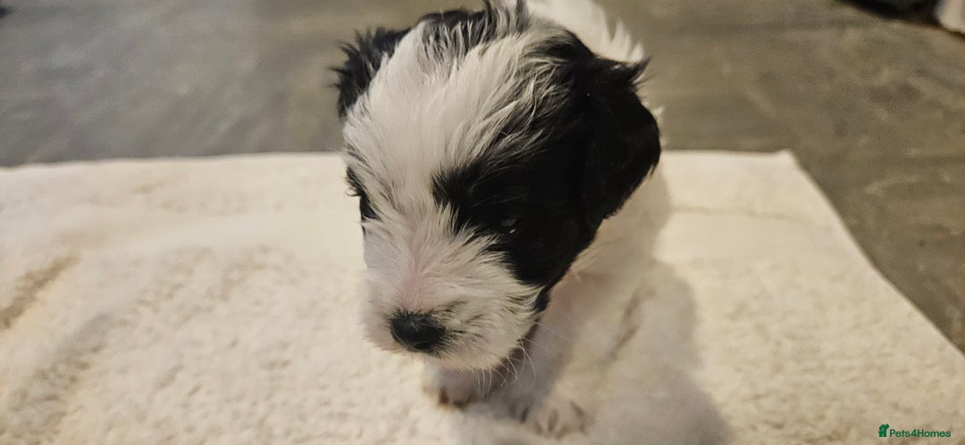 Cavapoo dogs for sale: My Beautiful  girl has had her 1st and only litter - Image 5