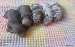 Miniature Dachshund dogs for sale: Minture dachshund puppies  - Image 19