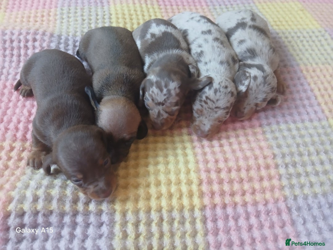 Miniature Dachshund dogs for sale: Minture dachshund puppies  - Image 19