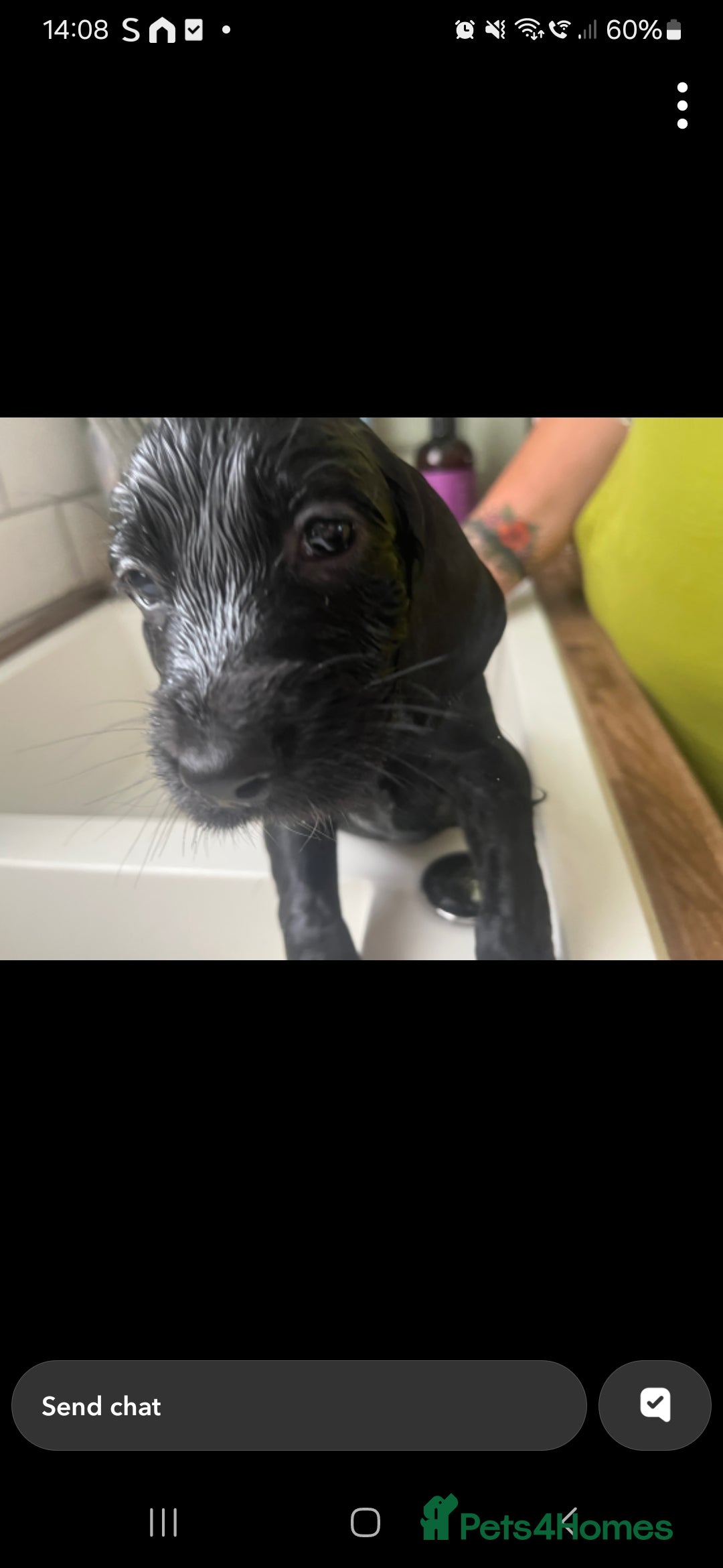 Cocker Spaniel dogs for sale:  Cocker spaniel puppies  - Image 17