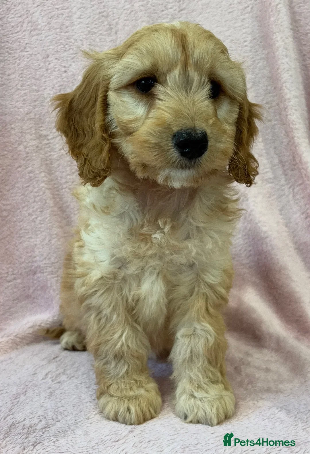 Cockapoo dogs for sale: Stunning f1 cockapoo puppies ready now  - Advert 2