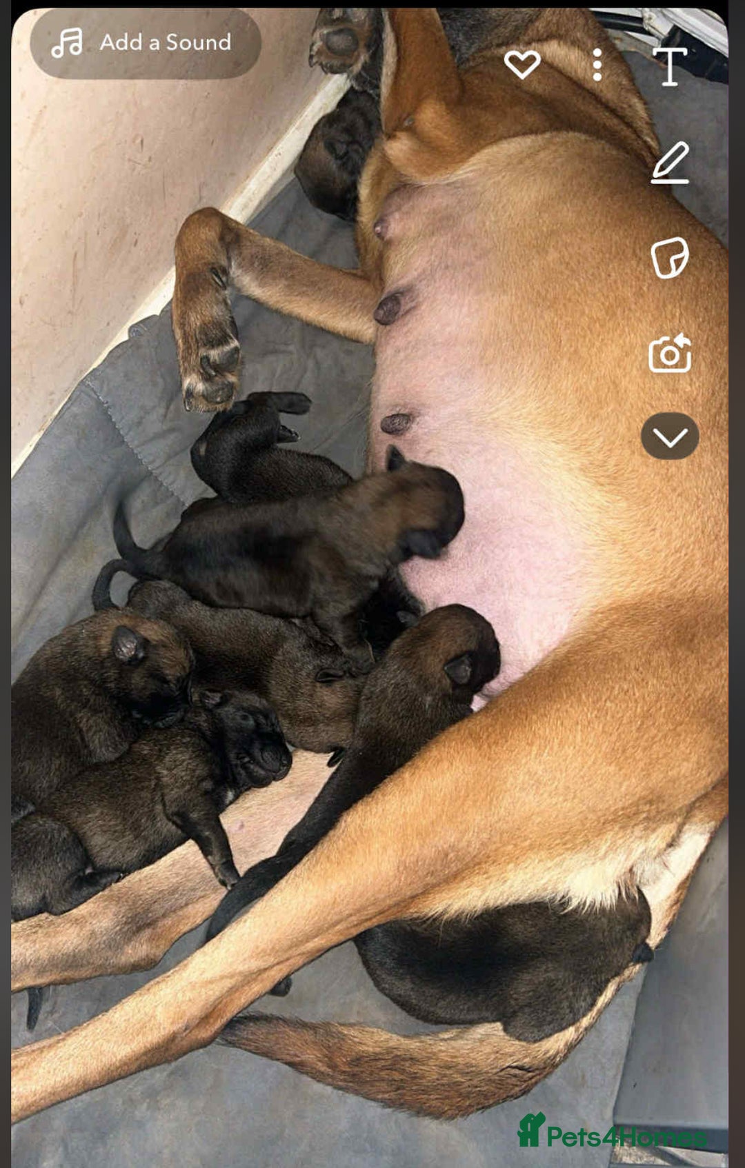 Belgian Shepherd Dog dogs for sale: belgian malinois - Advert 7