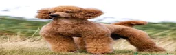 Standard Poodle dogs for sale: KC Standard Poodle Beautiful Puppies - Advert 5