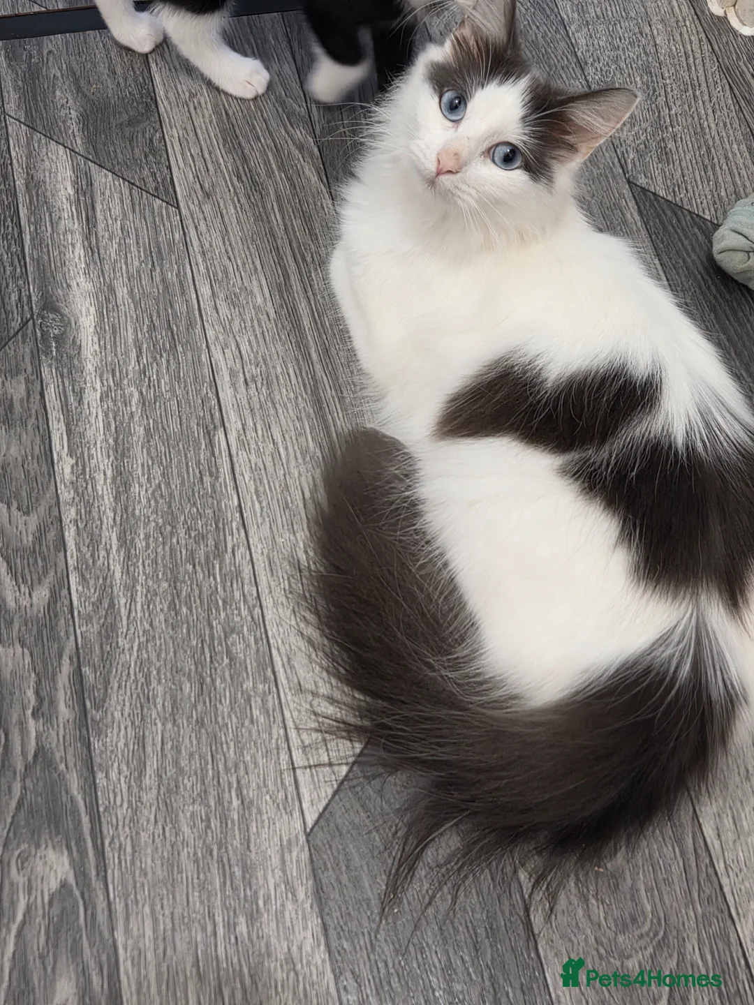 Mixed Breed cats for sale: Label £50 - Advert 2