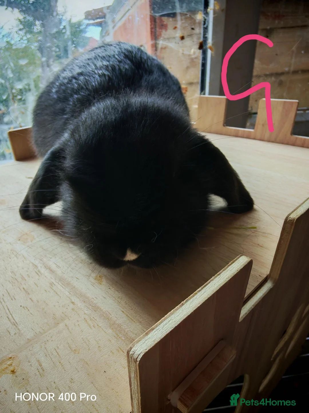 Mini Lop rabbits for sale: Pure Bred Mini Lop - Advert 30