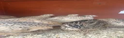 Quail poultry for sale: Female Japanese coturnix quail laying hens - Advert 3