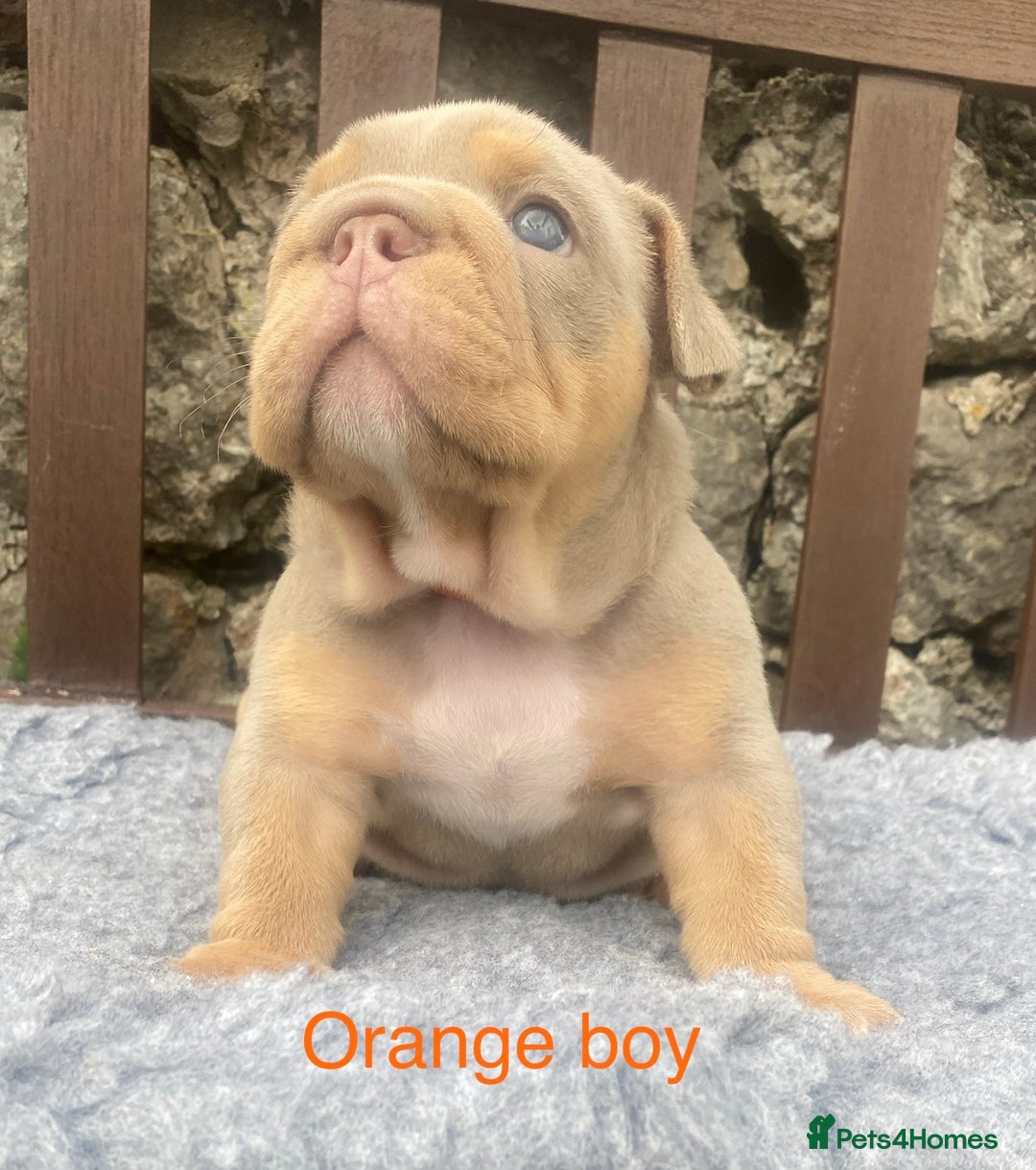 English Bulldog dogs for sale: KC REGISTERED LILAC & TAN ENGLISH BULLDOG PUPS - Image 11