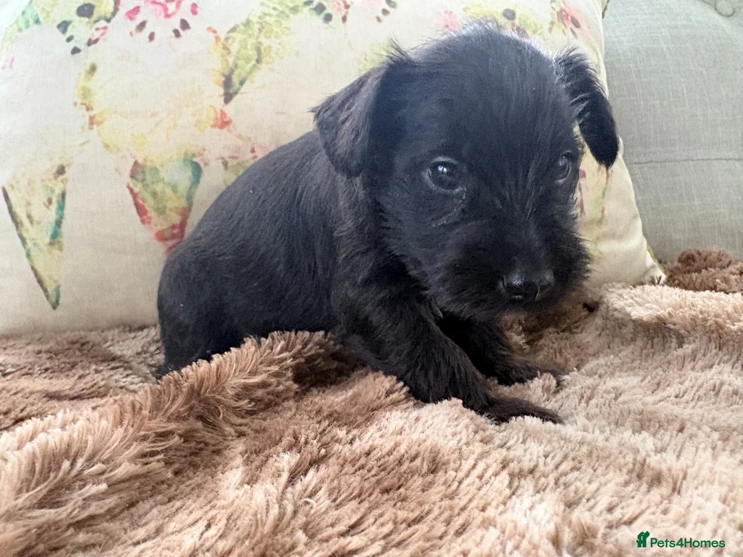 Miniature Schnauzer dogs for sale: Stunning Miniature Schnauzers - Advert 11