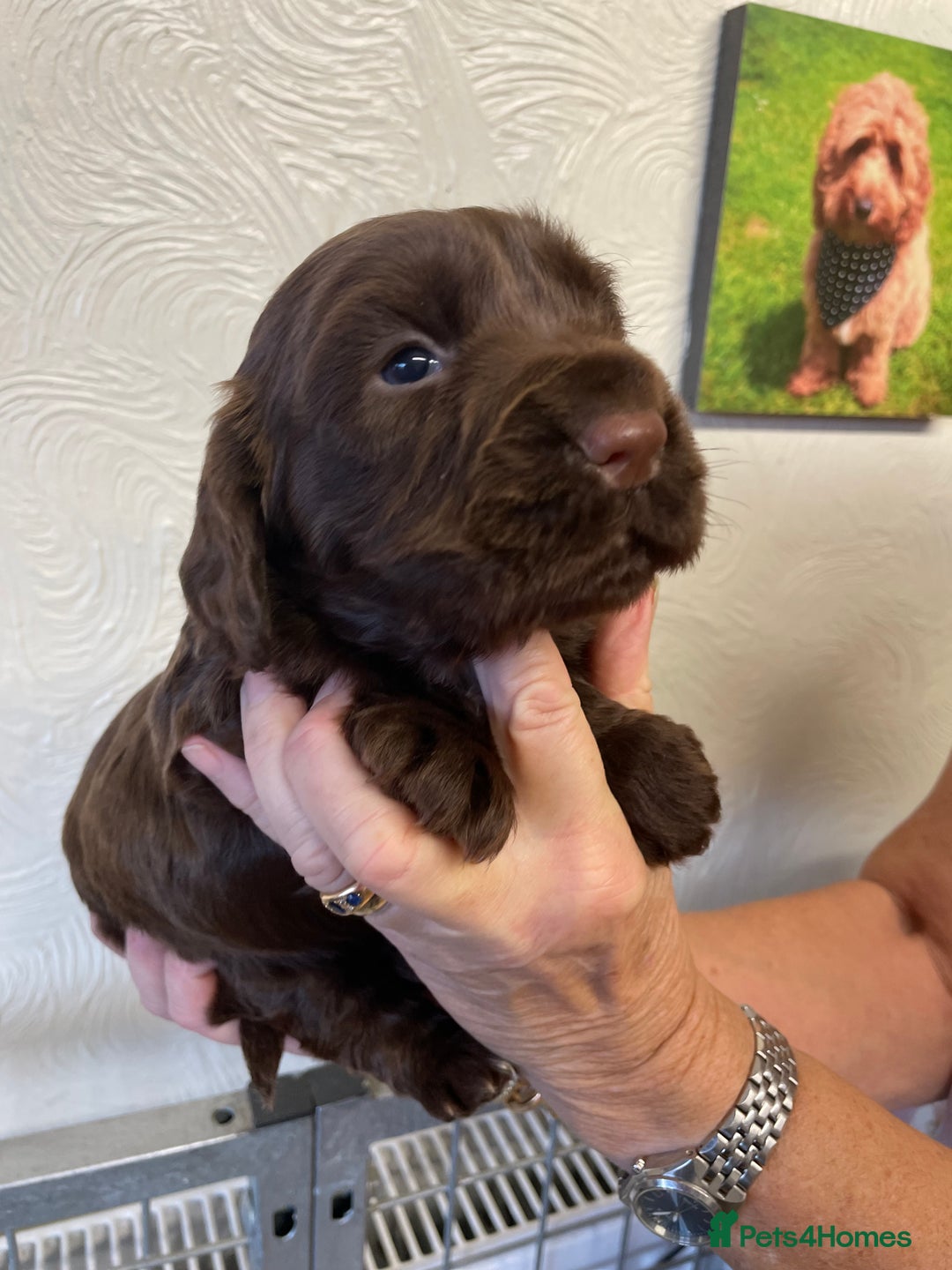 Cocker Spaniel dogs for sale: SHOW TYPE COCKER SPANIEL PUPS - Image 11